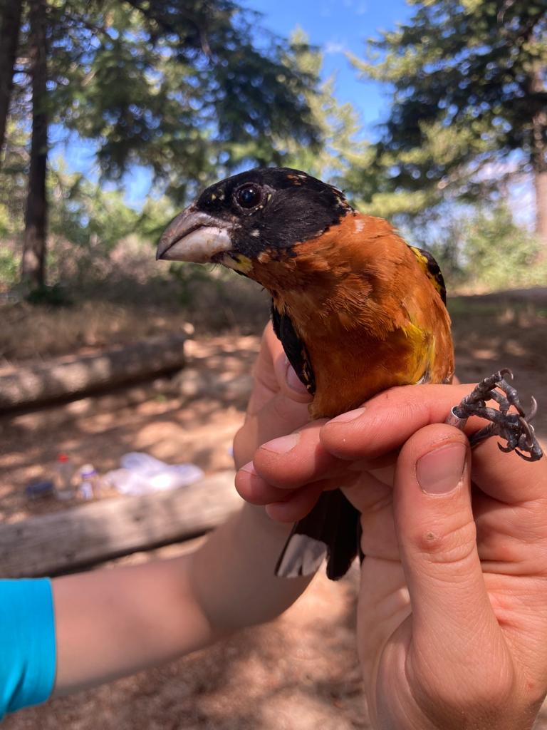 biologist holds a black-headed grosbeak showing his ruddy orange chest, black head, and huge triangular beak