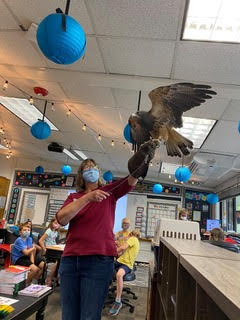 A swainson's hawk with spread wings sits on Barb's raised gloved hand.