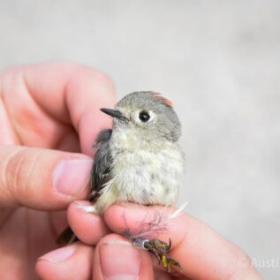 a biologist's hands hold a tiny olive-gray kinglet with a small red crown