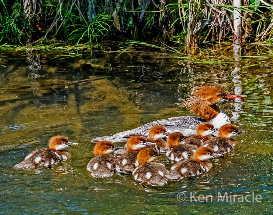 a female merganser, which is a type of fish eating duck, and chicks swim along in green water. They have rusty red heads, red beaks, and gray bodies