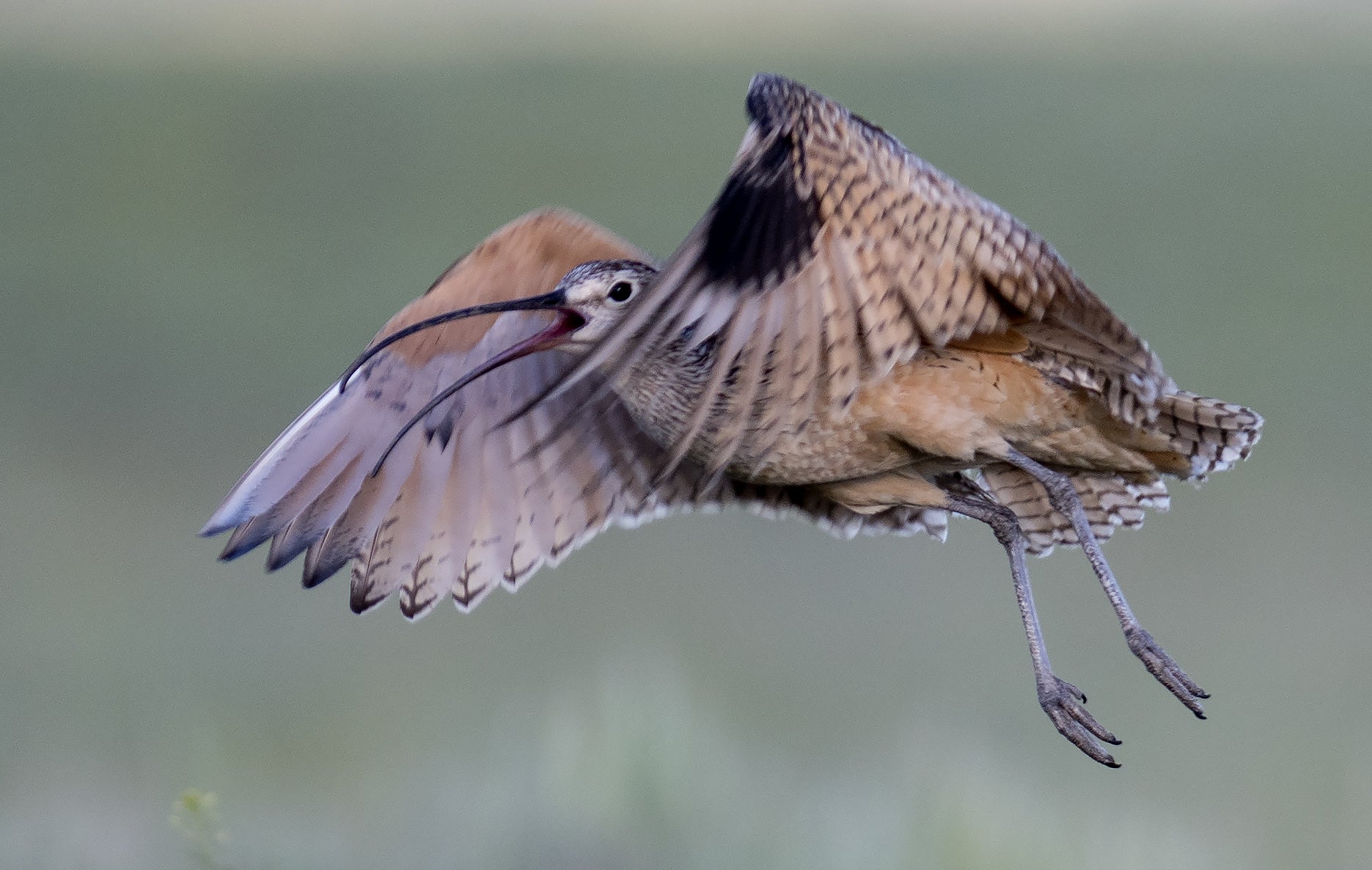 a long billed curlew in flight with wings flapping