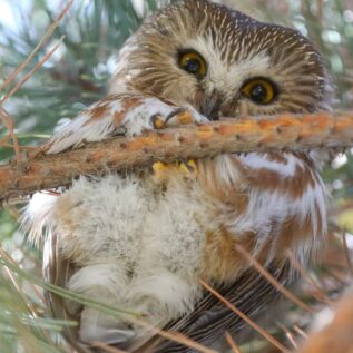 a Northern Saw-whet Owl sits on a perch looking straight down at the photographer