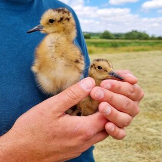a biologist's hands gently cup two tiny curlew chicks. The chicks are small enough to fit in to the palm of each hand. One chick stands upright in an adorable alert posture. The other is nestled into his palm, looking quite relaxed.