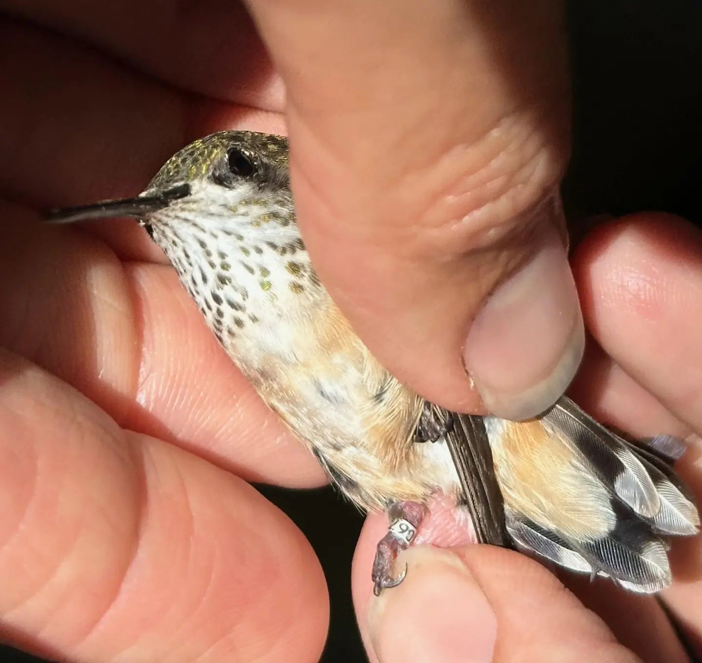 Photo shows a closeup of the famous and elderly female Calliope Hummingbird. You can see her peachy orange sides, iridescent green head, speckled throat, slim bill, and miniscule foot. Around her leg you can see a tiny aluminum bracelet with numbers '067' printed on it.