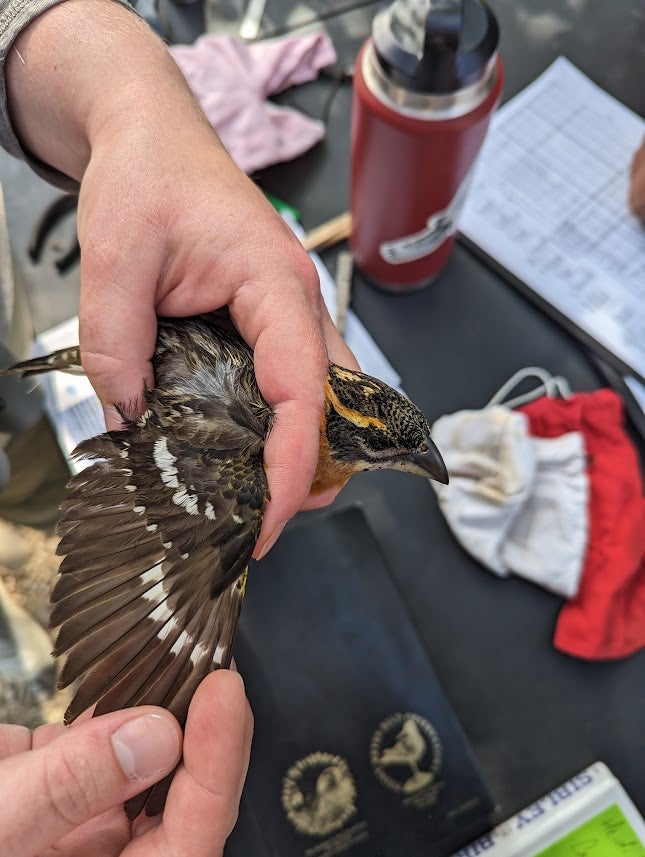 A closeup view of a Black-headed Grosbeak held by a biologist. The bird is being held in bander's grip, with one wing outstretched to reveal the flight feathers. The bird has a contrast of brown outer flight feathers and coverts with black greater coverts in the middle of the wing.