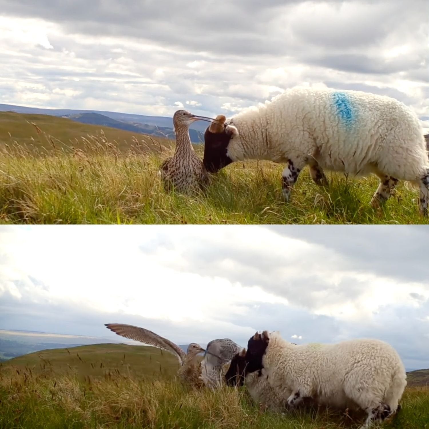 two images together show a sheep approaching a Eurasian Curlew that is crouched in the grass. The second photo shows the curlew flapping its wings in alarm as the sheep approach closely. The sheep are sniffing their noses down into the grass where the curlews nest is likely hidden