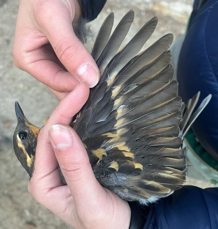 A biologist in a blue shirt gently holds a medium sized brown and light orangish songbird on its side with its wing extended.