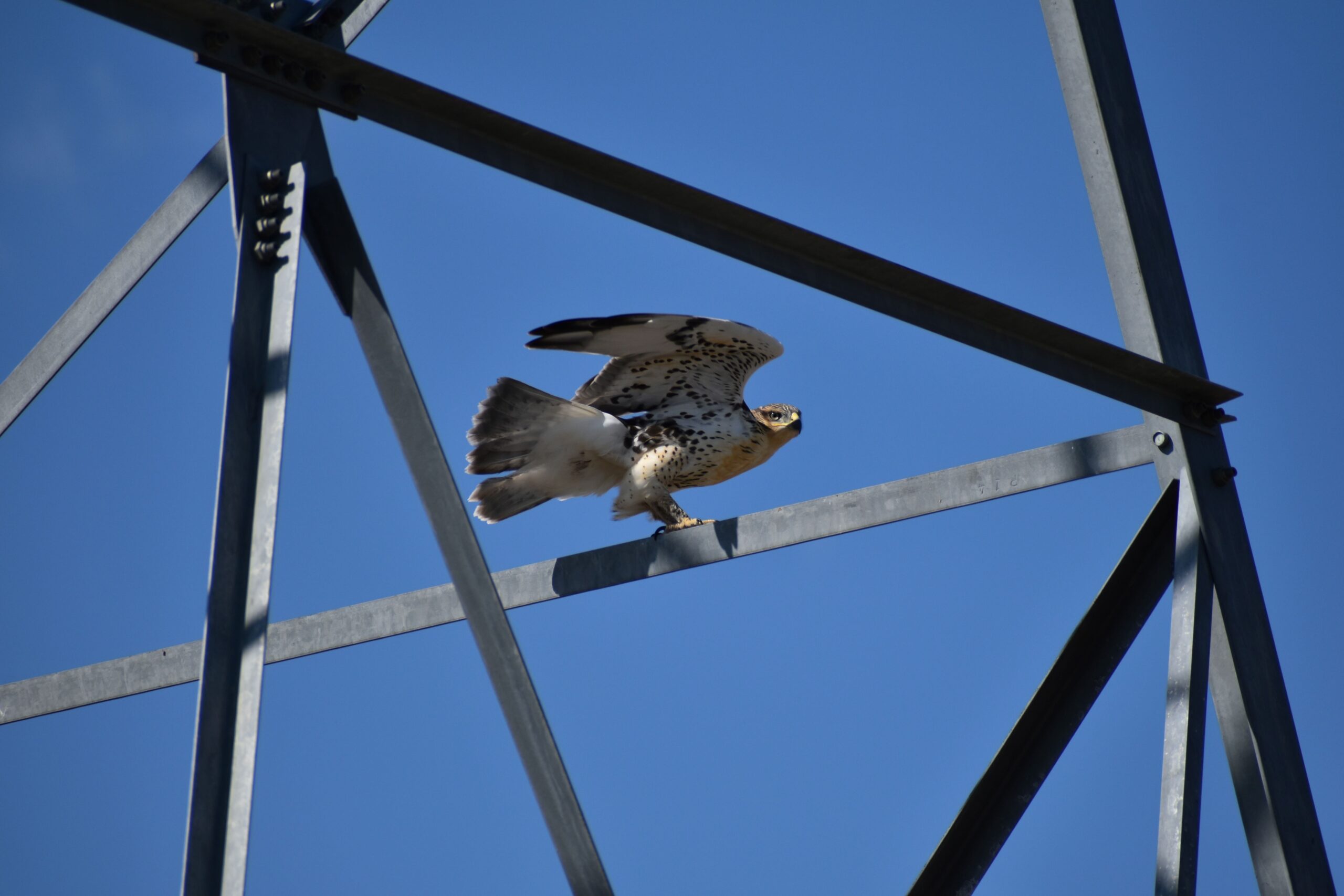 large ferruginous hawk is poised on a metal transmission tower
