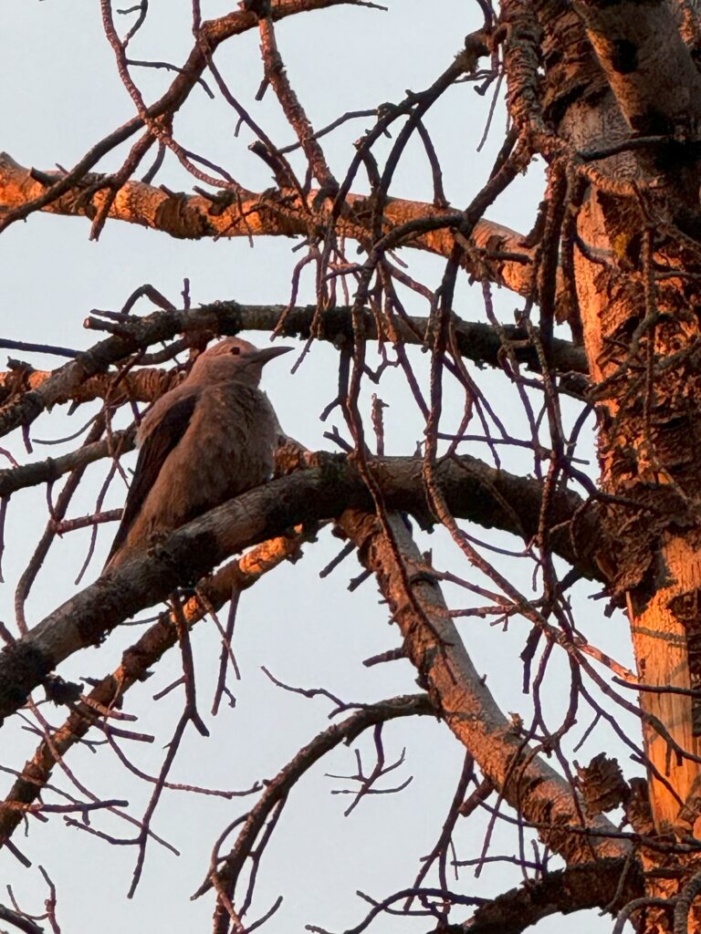 a black and gray bird with a long bill sits in a tangle of bare gray branches