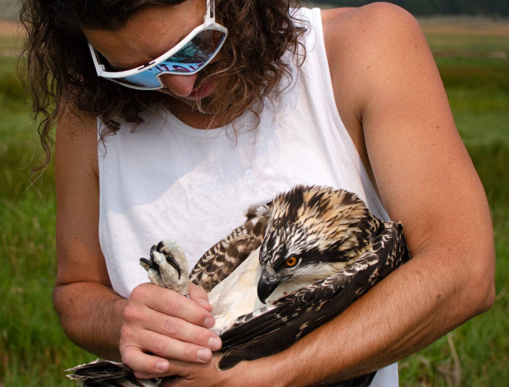 Clinton is holding a large black-white-and tan raptor cradled in one arm almost like an infant. One hand is holding the birds huge talons securely. He's looking down on the bird with a caring expression