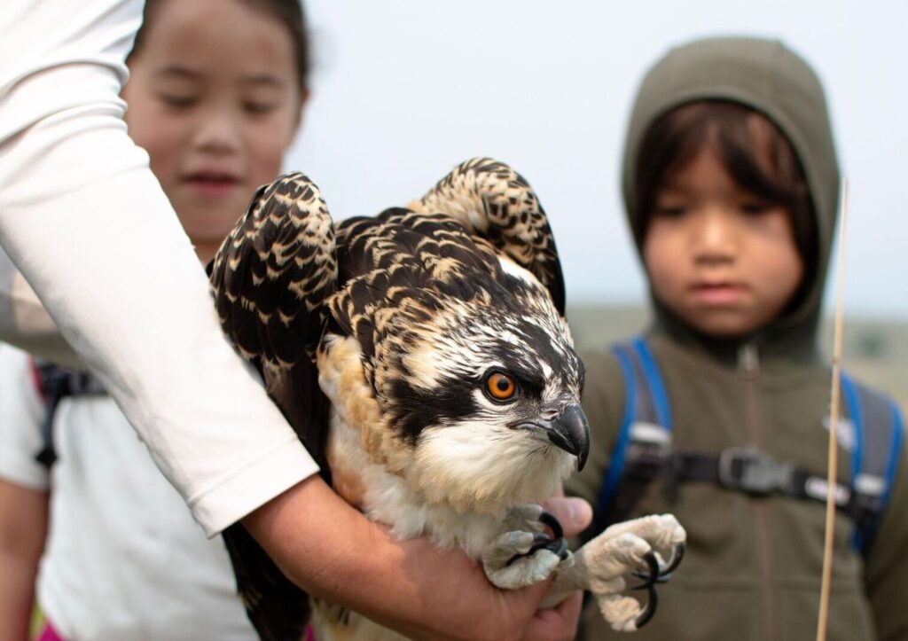 A boy and a girl stand blurred in the background of the photo, looking toward a young osprey chick that is sharply in focus. A biologists hands and arms cradle the osprey, which has black and white speckled plumage highlighted by buffy orange tips. the bird of prey's eyes are a piercing golden orange color, and its talons are as large as the biologist's fingers.
