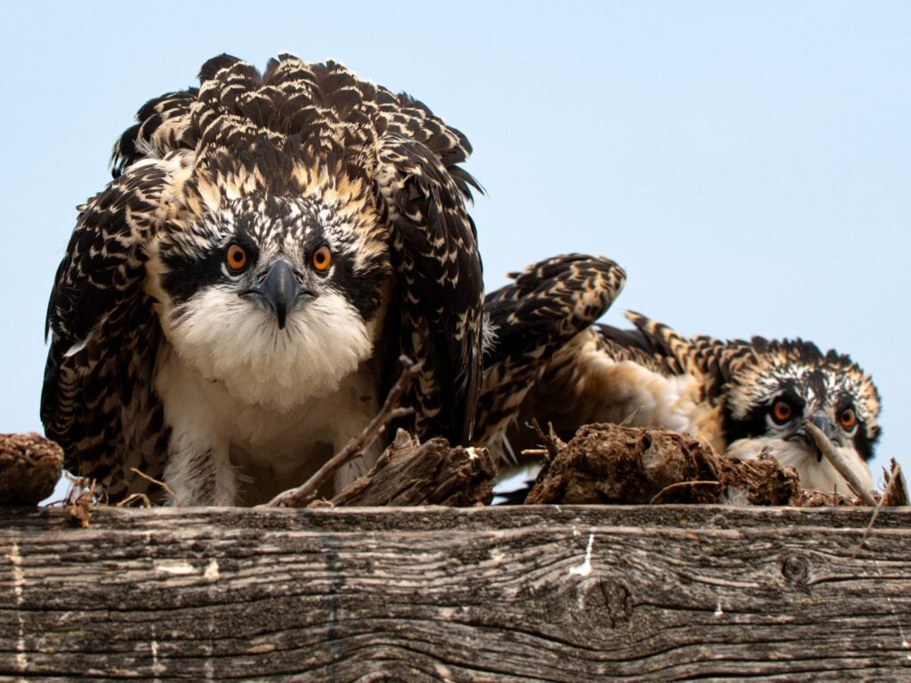two osprey chicks stare toward the camera with piercing golden orange eyes