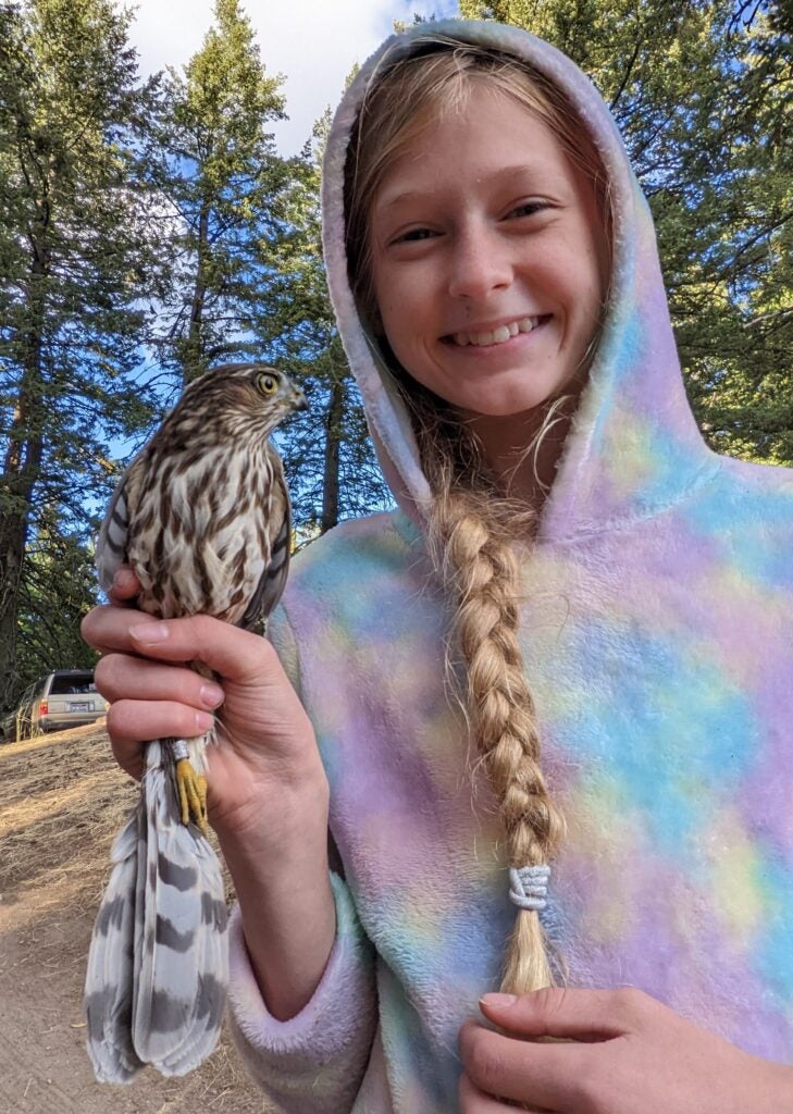 a girl with long blonde braid and colorful pink, blue, and purple hoodie looks at the camera with a big grin. She is holding a small brown and white streaked hawk with yellow eyes. there is a small gray aluminum band around the hawk's leg.