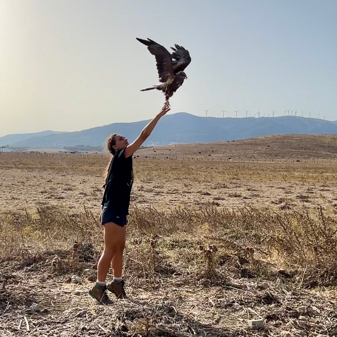 A black kite (which is a medium-sized dark brownish bird of prey) is frozen in mid air with wings outstretched above Anna's raised hand in this perfectly-timed photo.