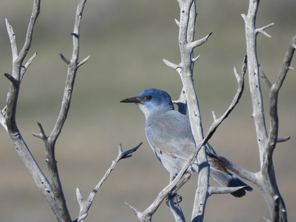 a blue-gray bird with intensely blue head sits among dead gray juniper branches