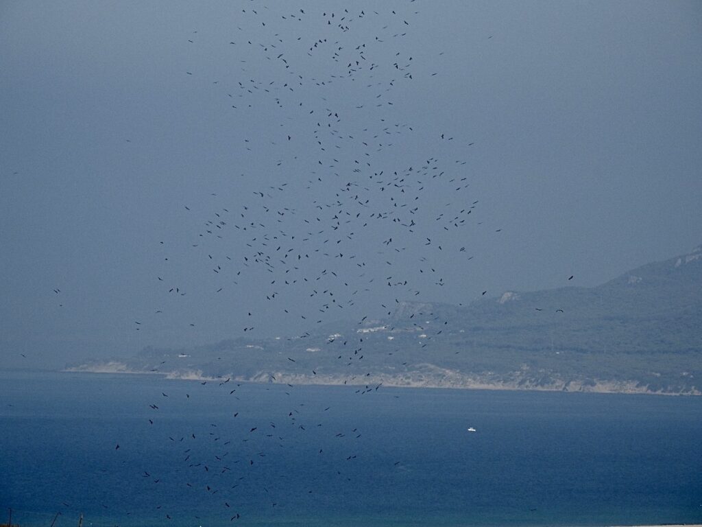 a view over blue ocean and land. the sky is flecked with what looks like hundreds of flakes of black pepper, but looking closely you realize that they are shapes of large soaring birds!