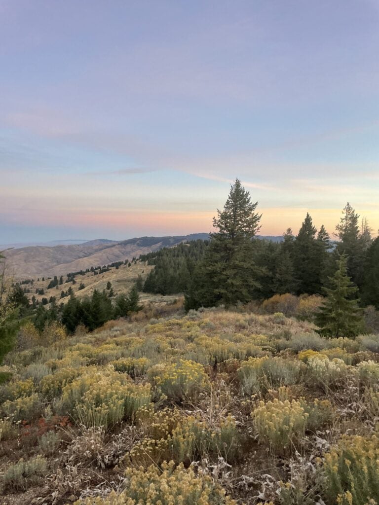 blooming rabbitbrush and douglas fir trees are slightly pinkish in the morning light. the view north from Lucky Peak shows a sky with a beautiful blue-pink sunrise