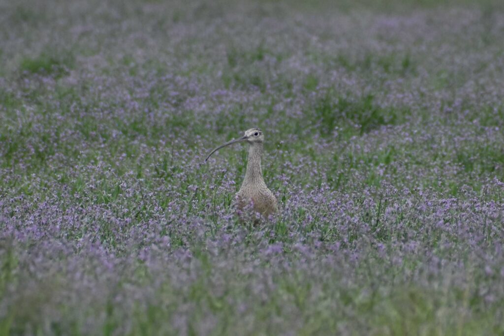a brown flecked curlew with long upstretched neck and comically long curved bill stands looking alertly toward the photographer. The bird is standing in an open field surrounded by tiny purple flowers.
