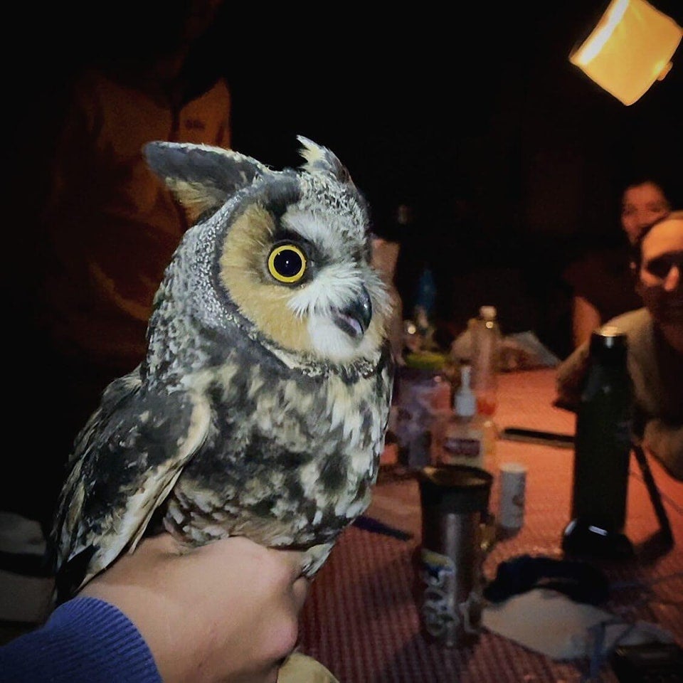 a long-eared owl with dappled gray,white, black, and brown plumage looks toward someone off-camera. it has wide, bright yellow eyes and long ear tufts sticking up from the top of its head. In the background there is a table and a few people sitting around it looking toward the owl