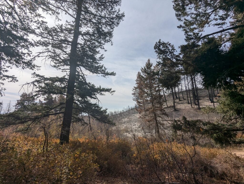 bare burned tree trunks stand in contrast with still-green and unburned trees in the foreground