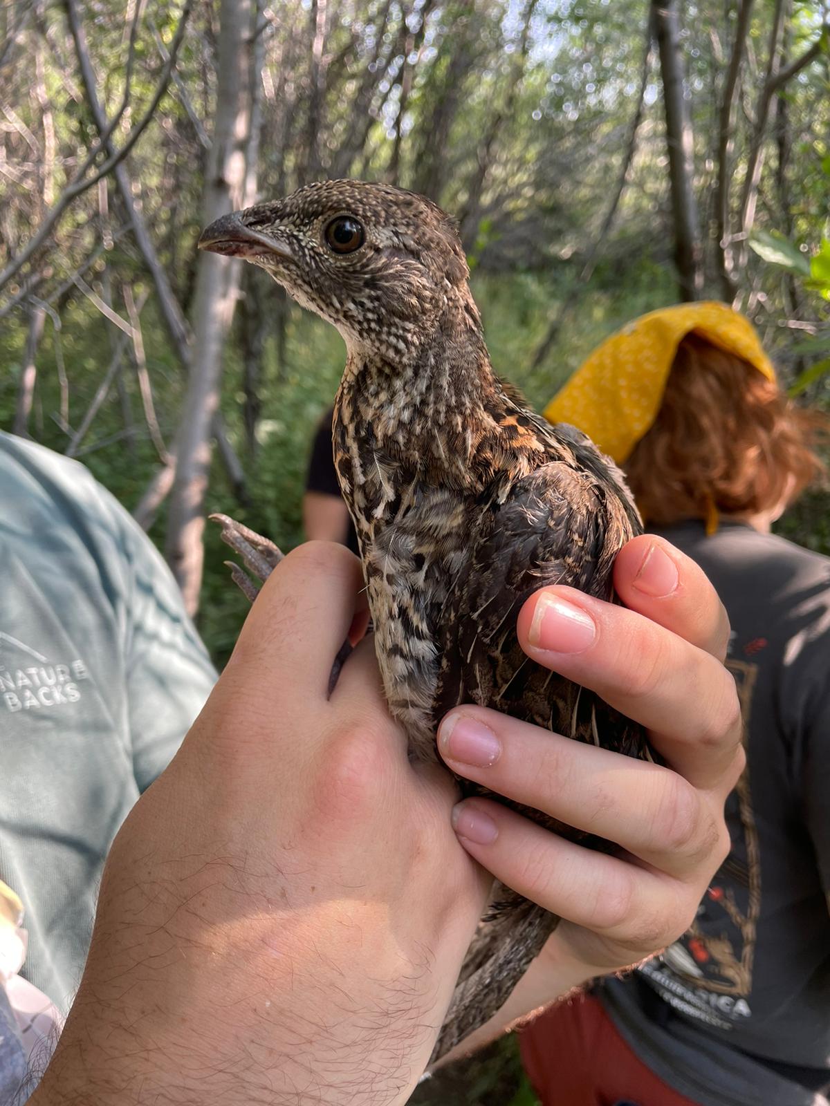 a speckled brown ruffed grouse looks at the camera with a bit of a surprised face