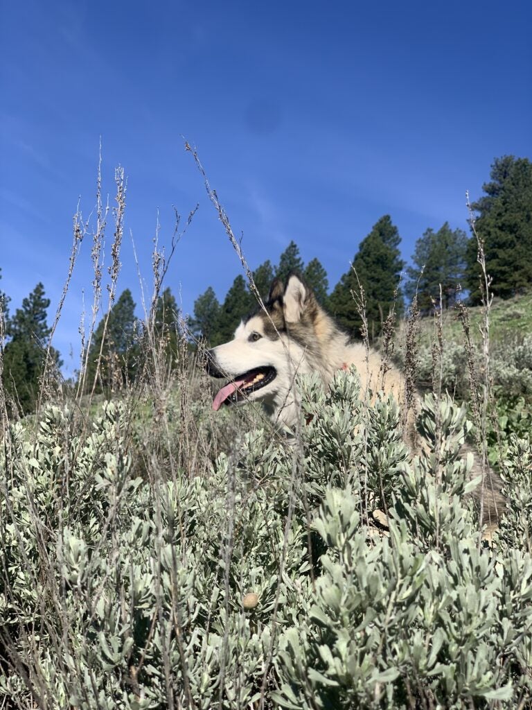 Riker the large and fluffy malamute dog has a smile on his face as he lays in some tall sagebrush with conifer trees in the background
