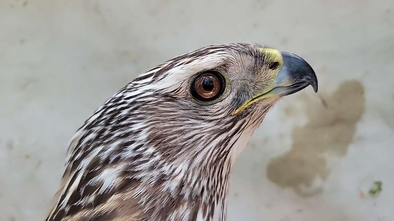 a closeup of a goshawk's face shows her silvery white and brown streaked head, sharp bill, and an uniquely-colored dark brownish-amber eye.