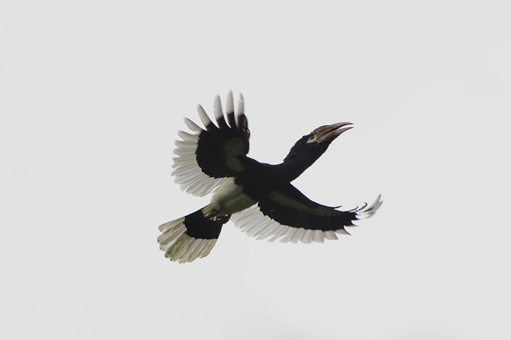 a large black and white bird in flight overhead, with a huge curved beak.