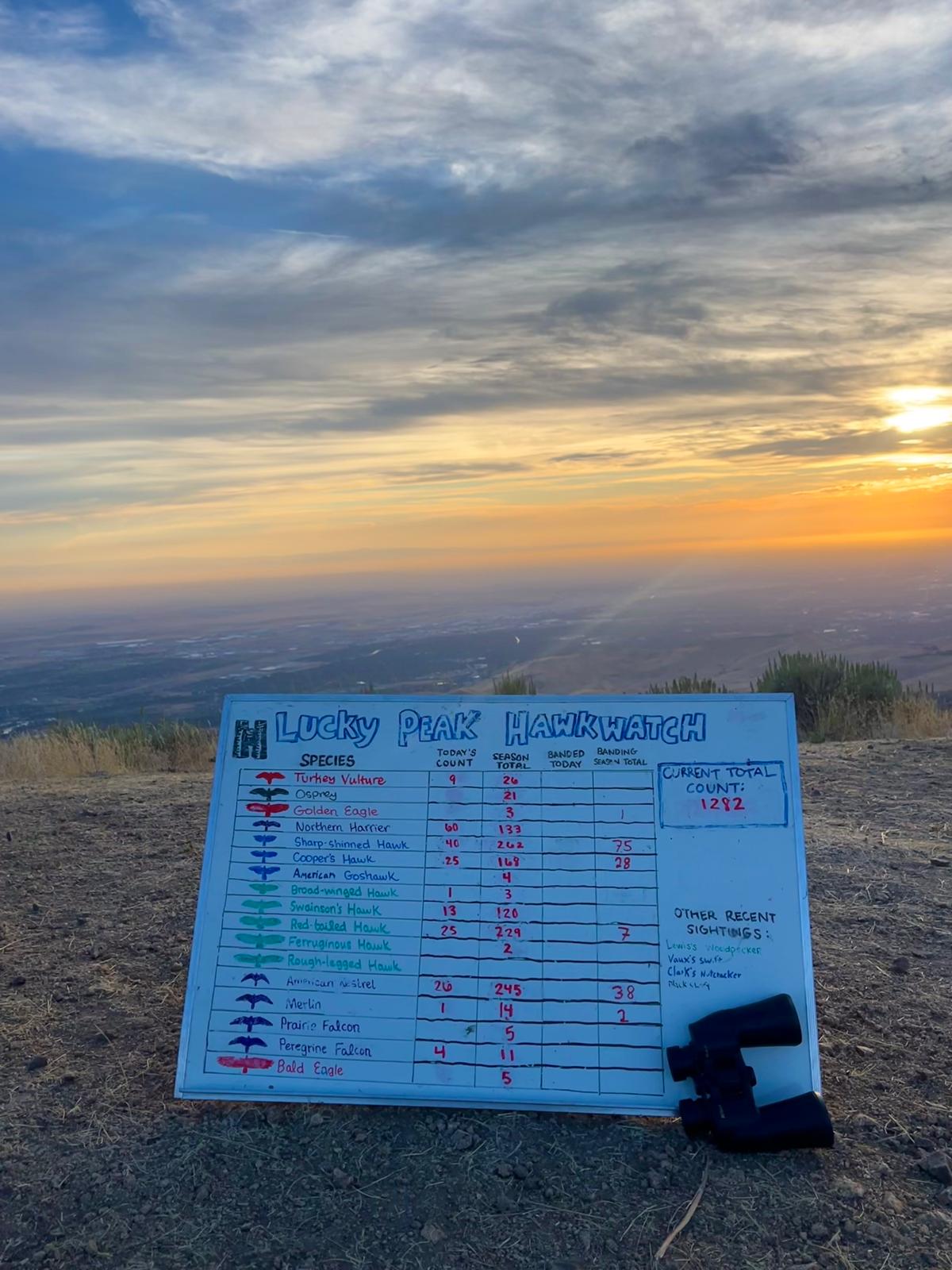 a hand-written whiteboard sign in the foreground says "Lucky Peak Hawkwatch" at the top. In the background, the sun sets in brilliant orange over Boise, with wispy blue gray clouds overhead. On the sign there is a list of raptor species, with an in-flight silhouette drawn next to each species name. Some of the names are readable in this photo and include Turkey Vulture, Golden Eagle, Prairie Falcon, and Red-tailed Hawk. Next to the species names is a table showing daily tallies. The current total count written on the board says 1,282. There is a little hand-drawn sketch of binoculars in the top corner, and a pair of actual binoculars leaned against the sign.