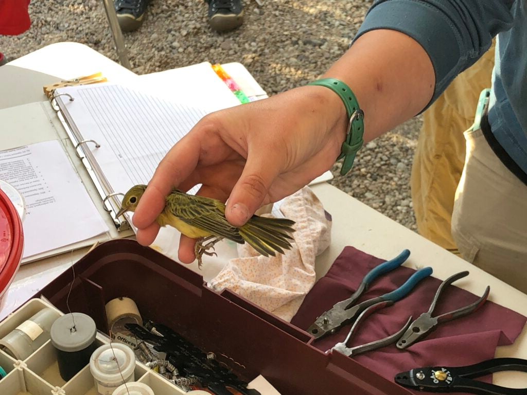 A Yellow Warbler at an IBO banding station