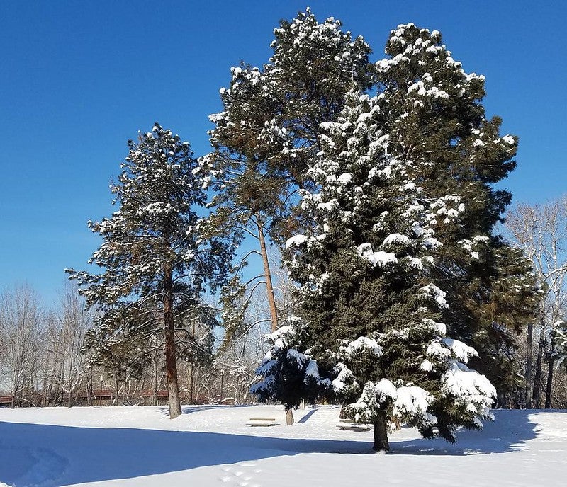 Pine trees covered in snow