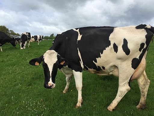 cow