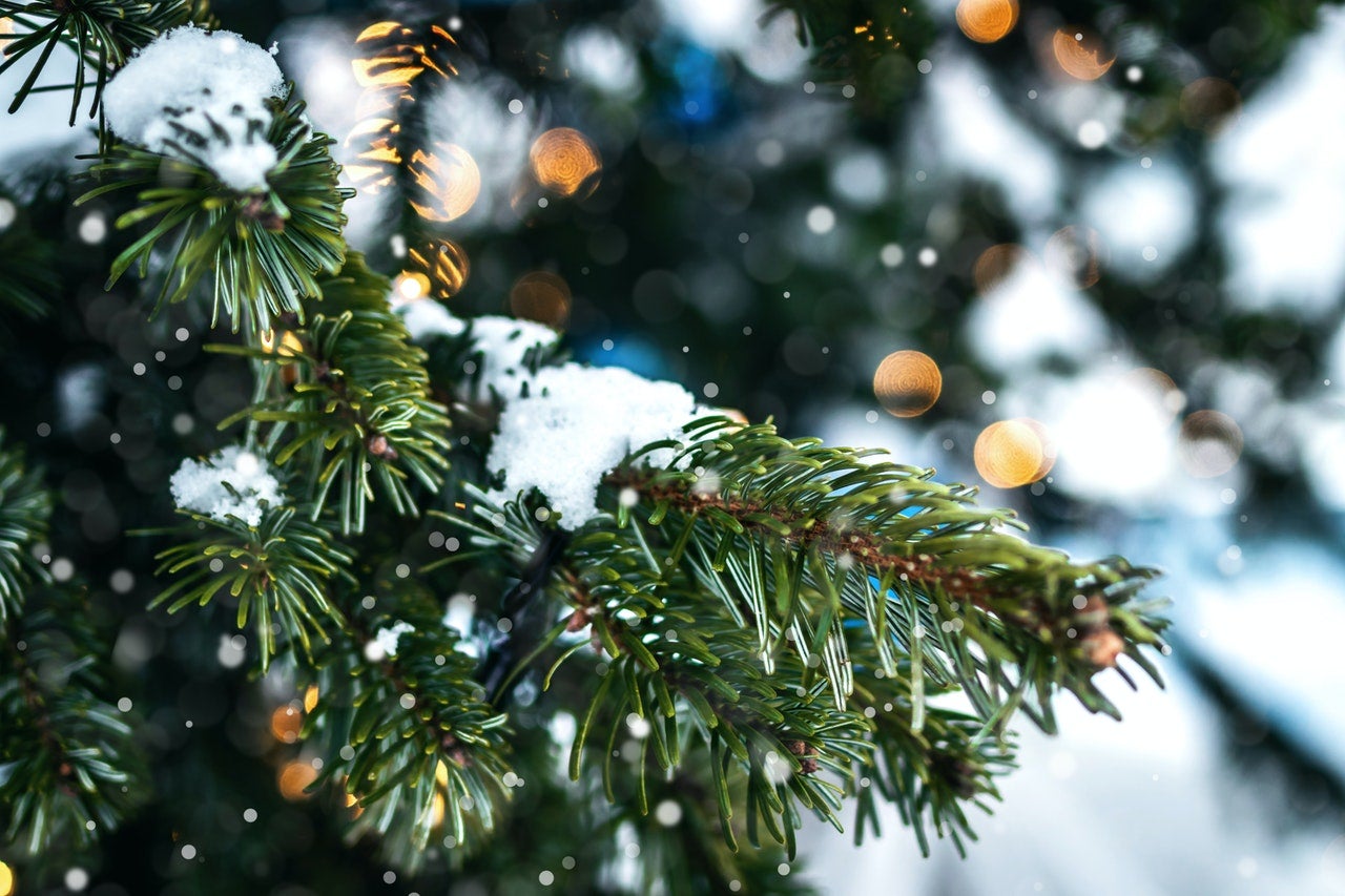 Snow on pine tree branch