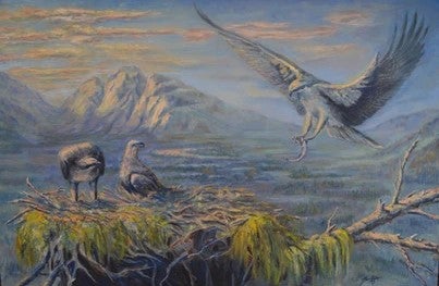 Osprey returning to nest with a fish in it's talon