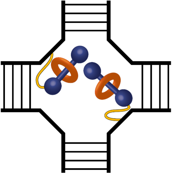 Schemeatics of Two Rotaxanes