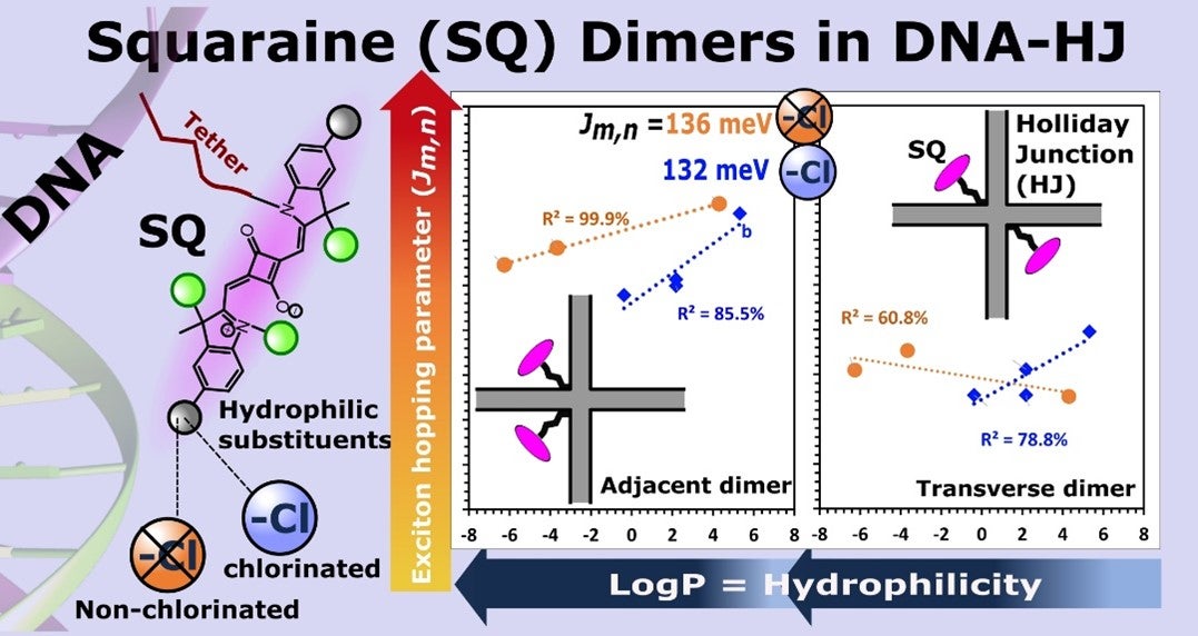 graphic from abstract of Effect of hydrophilicity-imparting substituents on exciton delocalization in squaraine dye aggregates covalently templated to DNA Holliday junctions