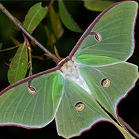 luna moth