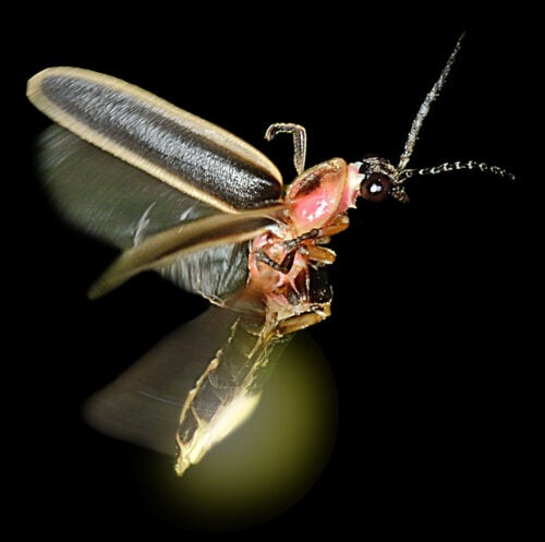 firefly
