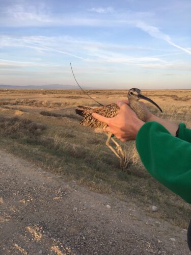 A curlew named Cinder, fitted with a transmitter