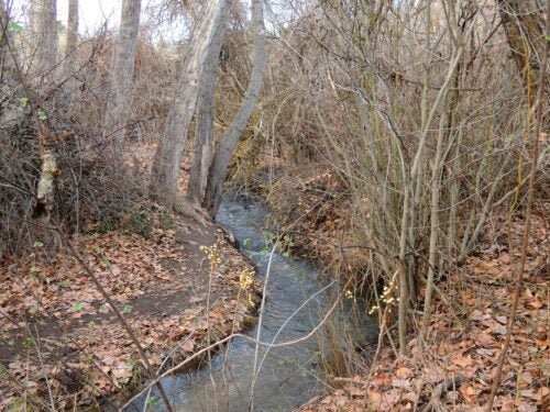 creek with water