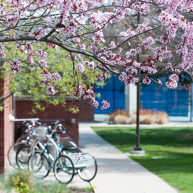 bike and cherry blossom tree