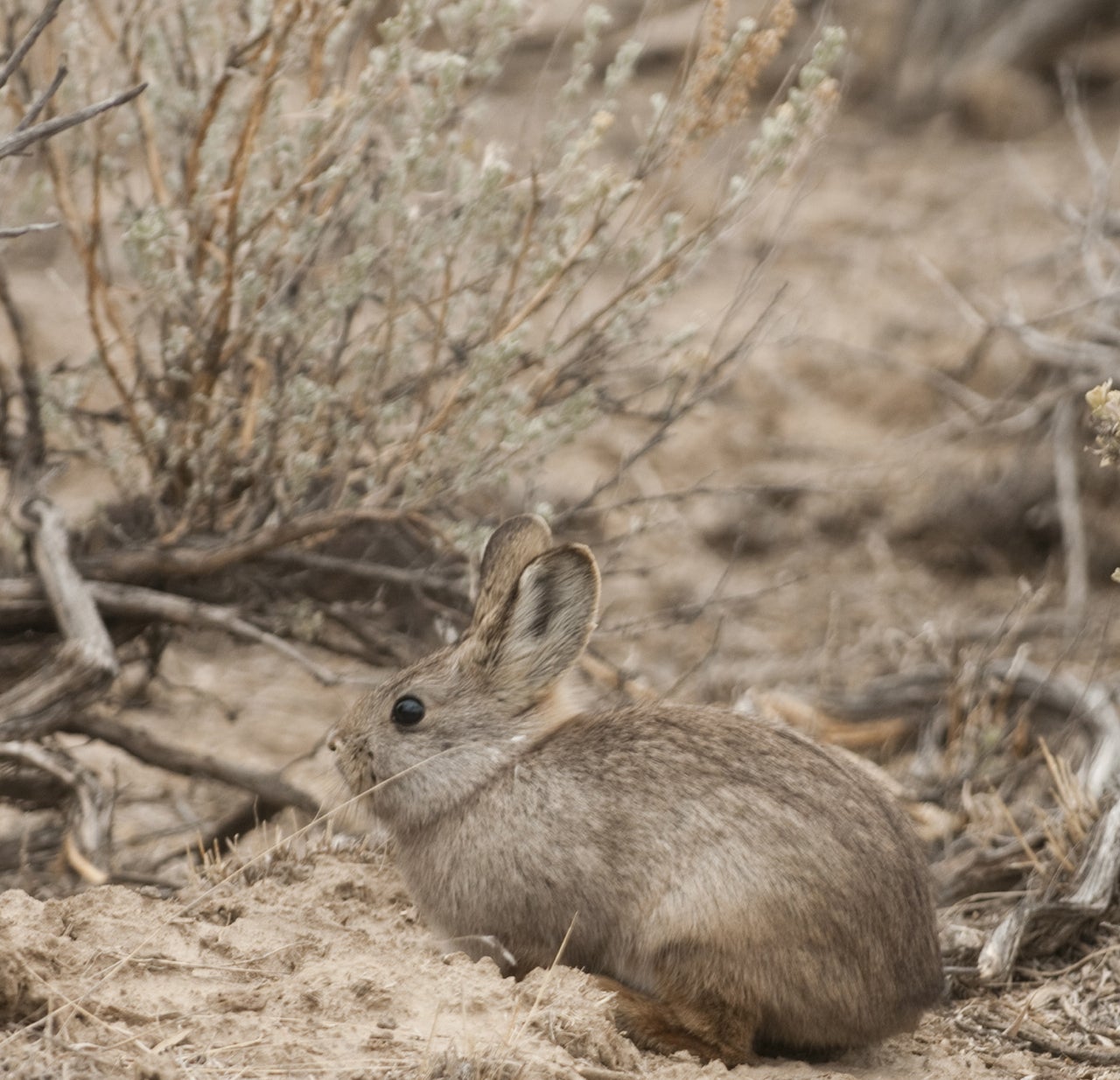 bunny outside near sagebrush