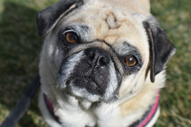Lucy, the pug, looks directly at camera