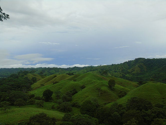 Forest landscape