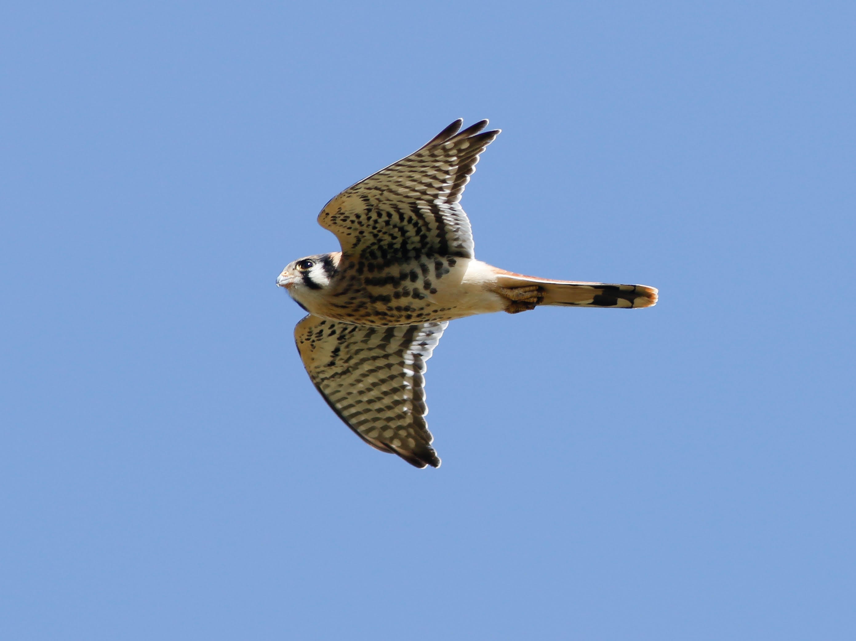 kestrel in flight