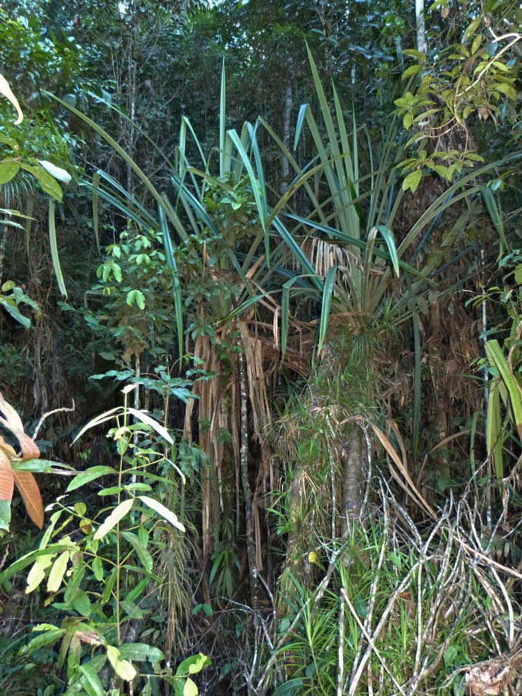 tropic tree-like plant