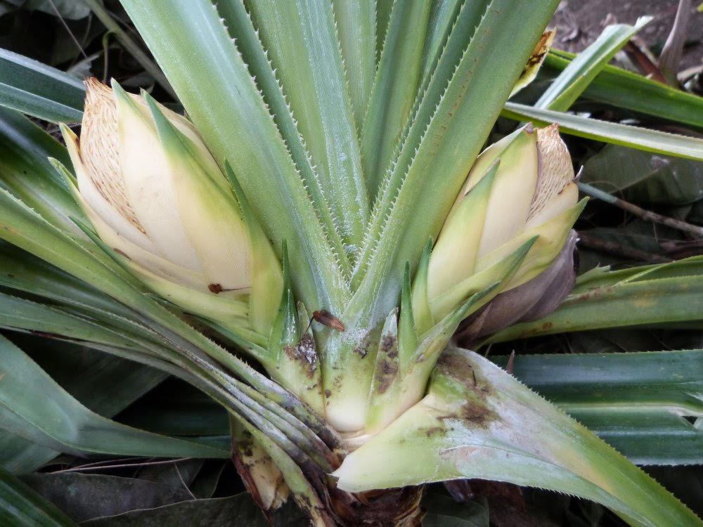 tropical plant