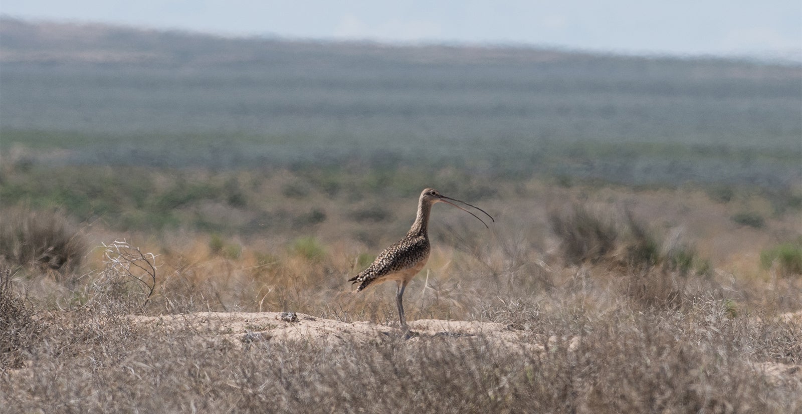 curlew