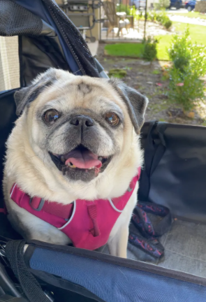 a pug sitting in a stroller