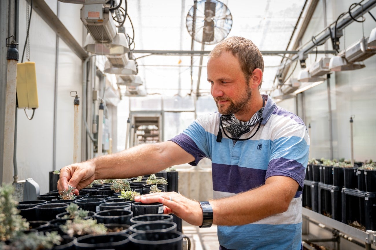 Sven Buerki in sagebrush lab